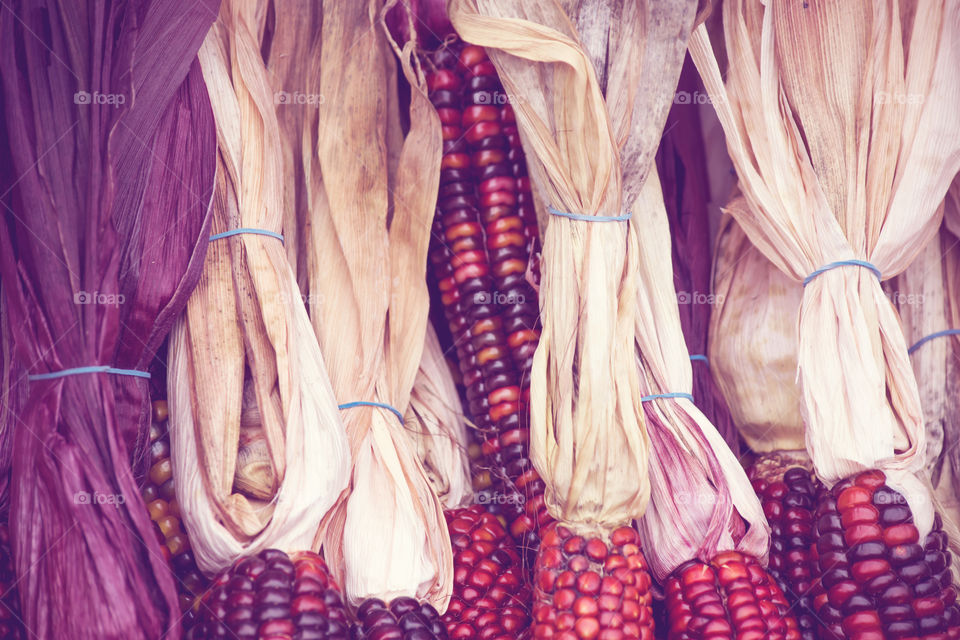 Beautiful full frame of traditional Indian corn Thanksgiving and fall harvest symbolic photography 