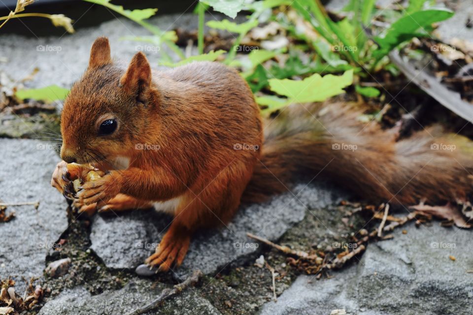 Squirrel in Skansen. Eating his walnut.