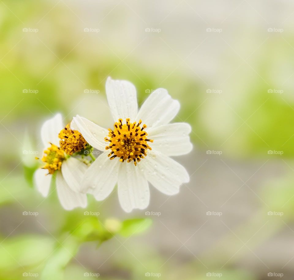Bidens alba