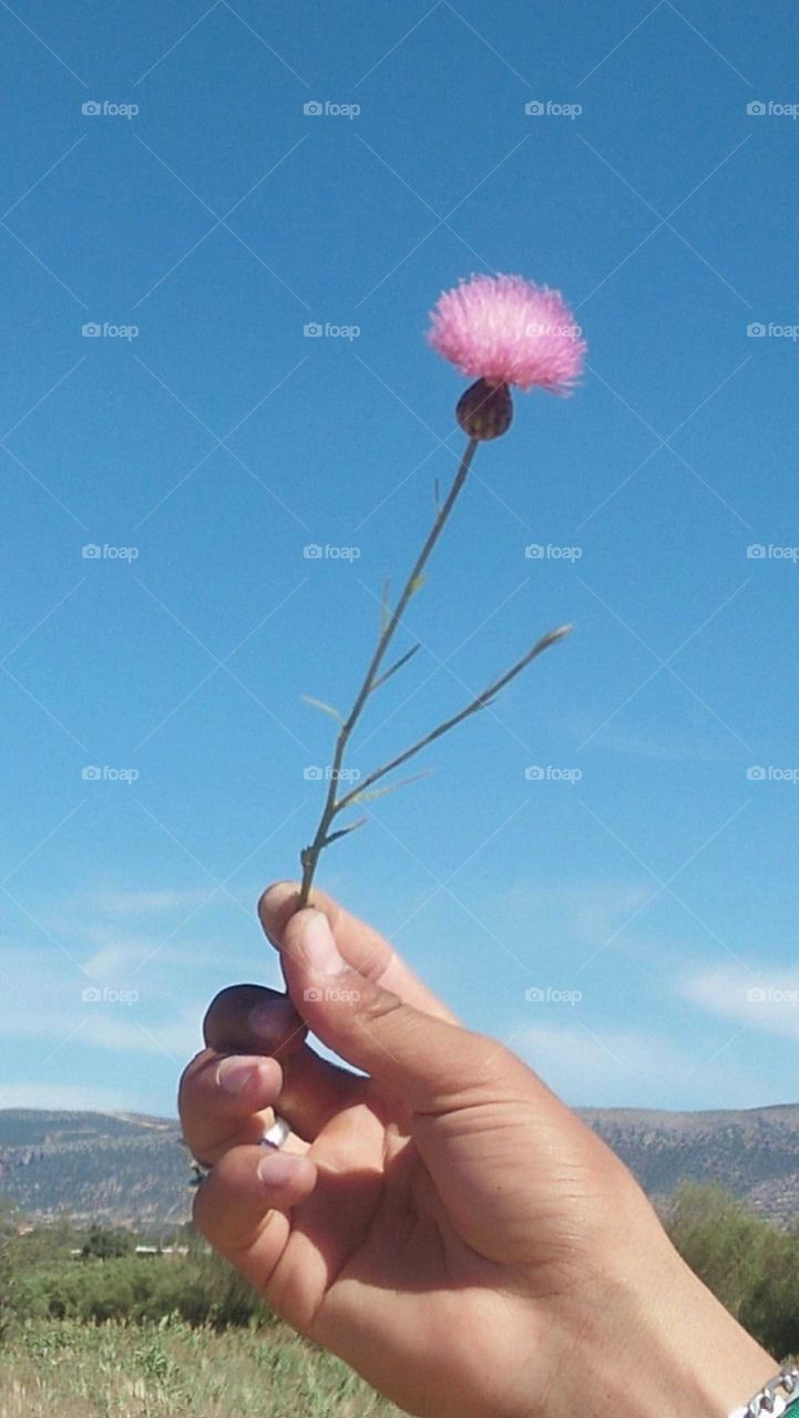 Beautiful pinky flower embraced blue sky.