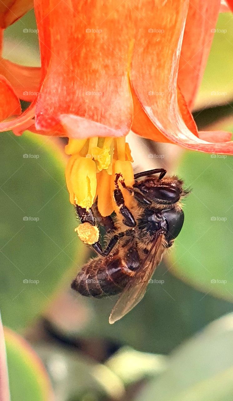 Nature’s Tiny Hero: A Bee’s Dance on Blooming Petals