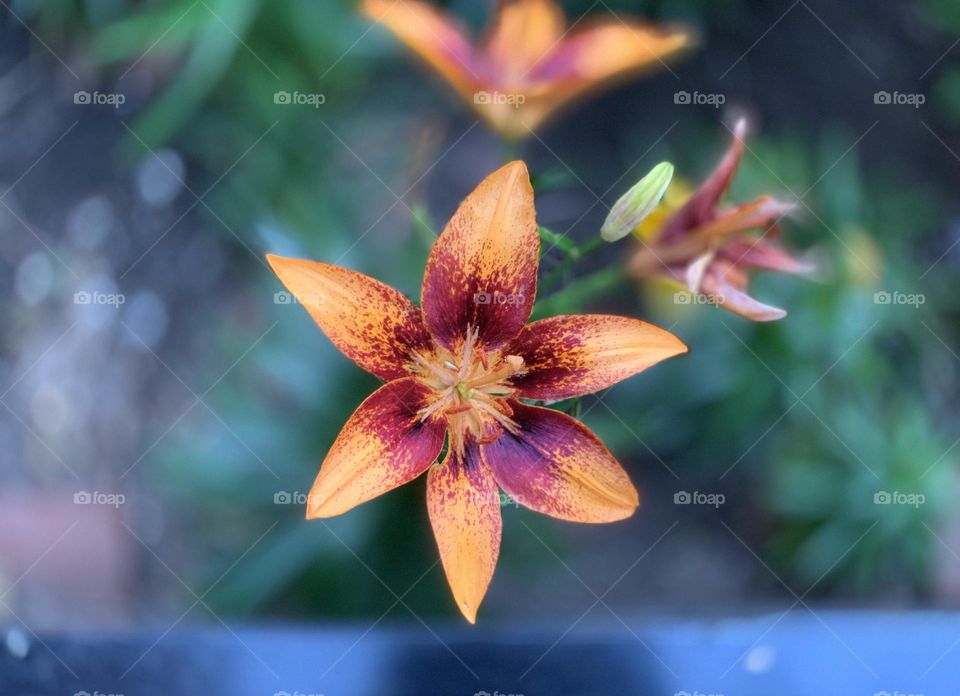Beautiful flower blossoms of Siberian lily