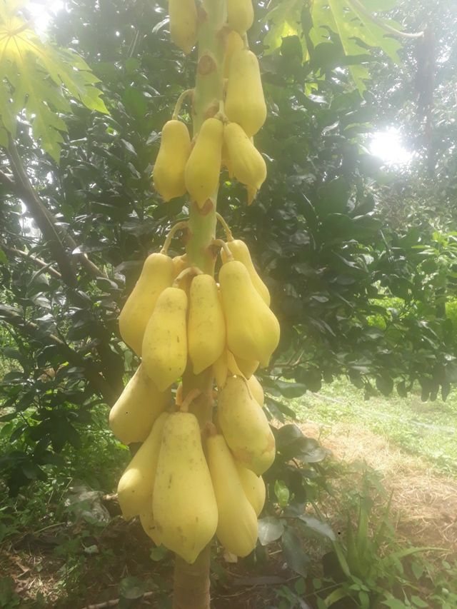 cây đu đủ.