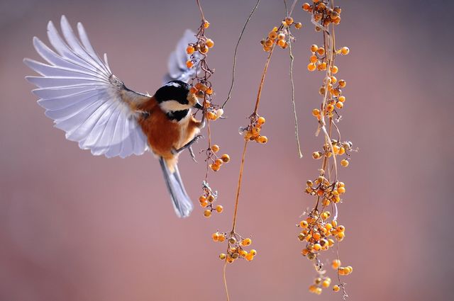 little bird flower with bird
