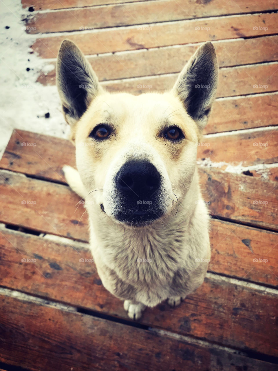 Look in to my eyes...you know what I want? Now give me some snacks girl, I'm waiting for it.