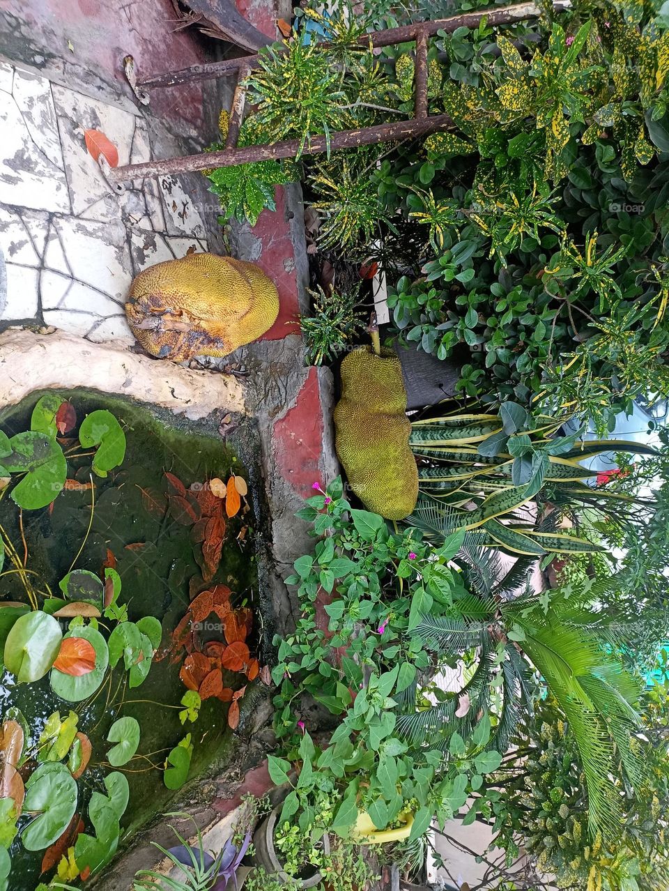 jack fruits food for humanity, full of seeds inside it. pickle, chips, dry vegetables, in rice as much as many things you can make as you can.