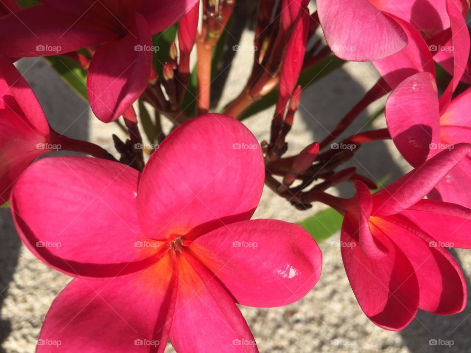 Frangipani 