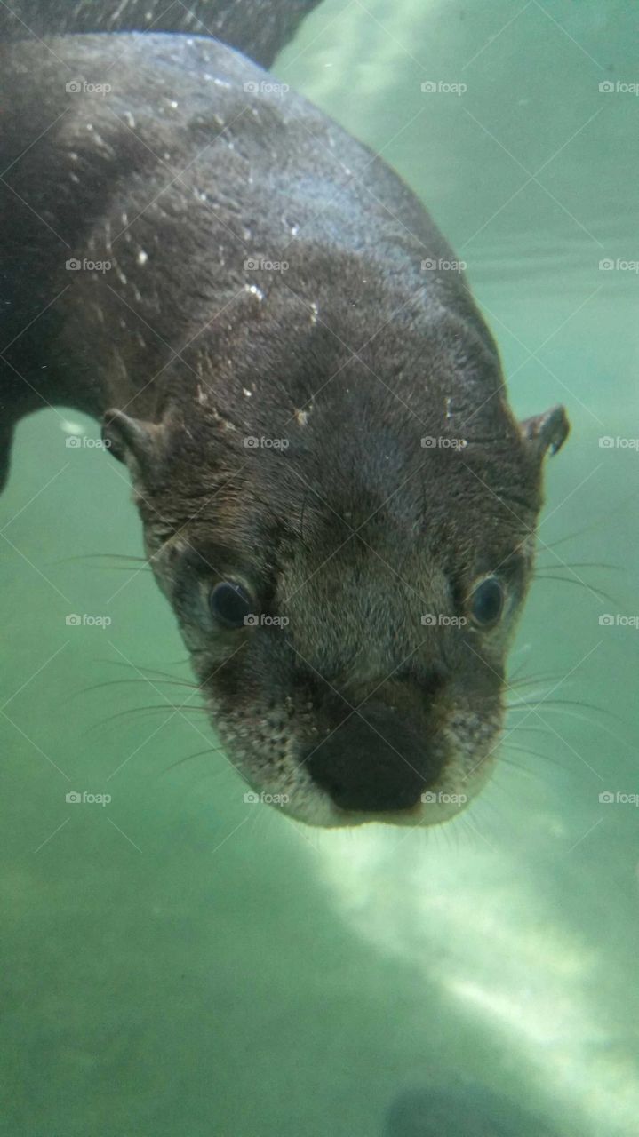 seal water ocean animal