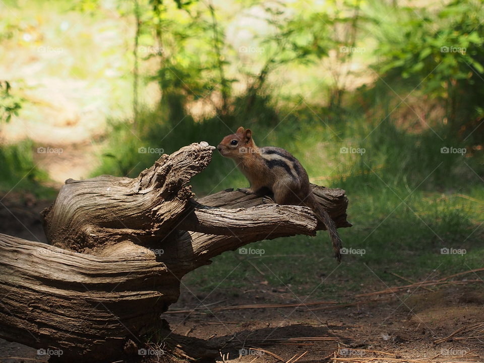 Curious Squirrel 