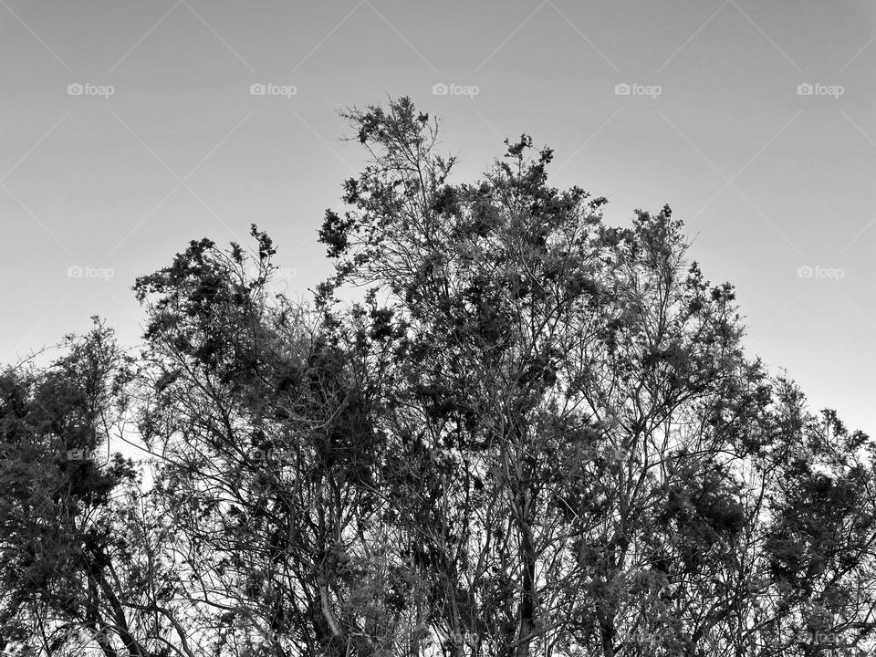 A black and white photo of a tree. 