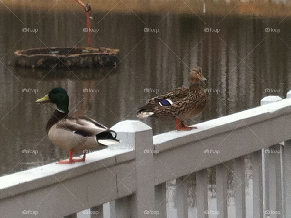 Pond scene in Woodbridge