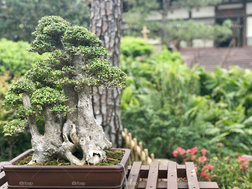 Bonsai tree outdoors  