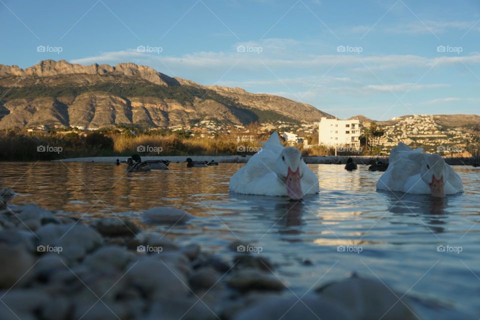 Duck#mountains#urban