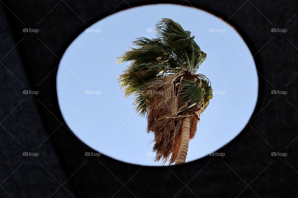 Palm tree from circular hole in the net