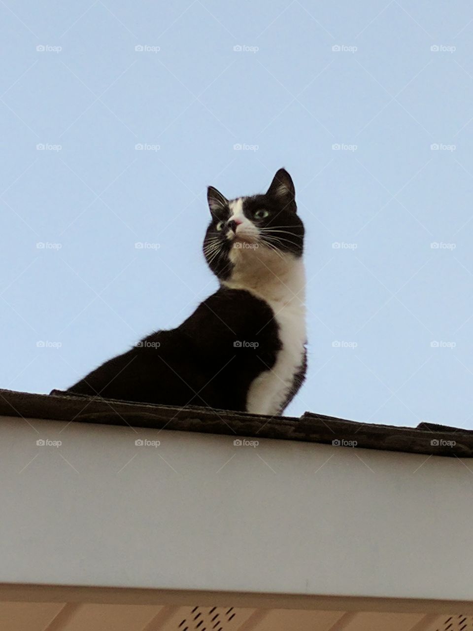 Cat on the rooftop