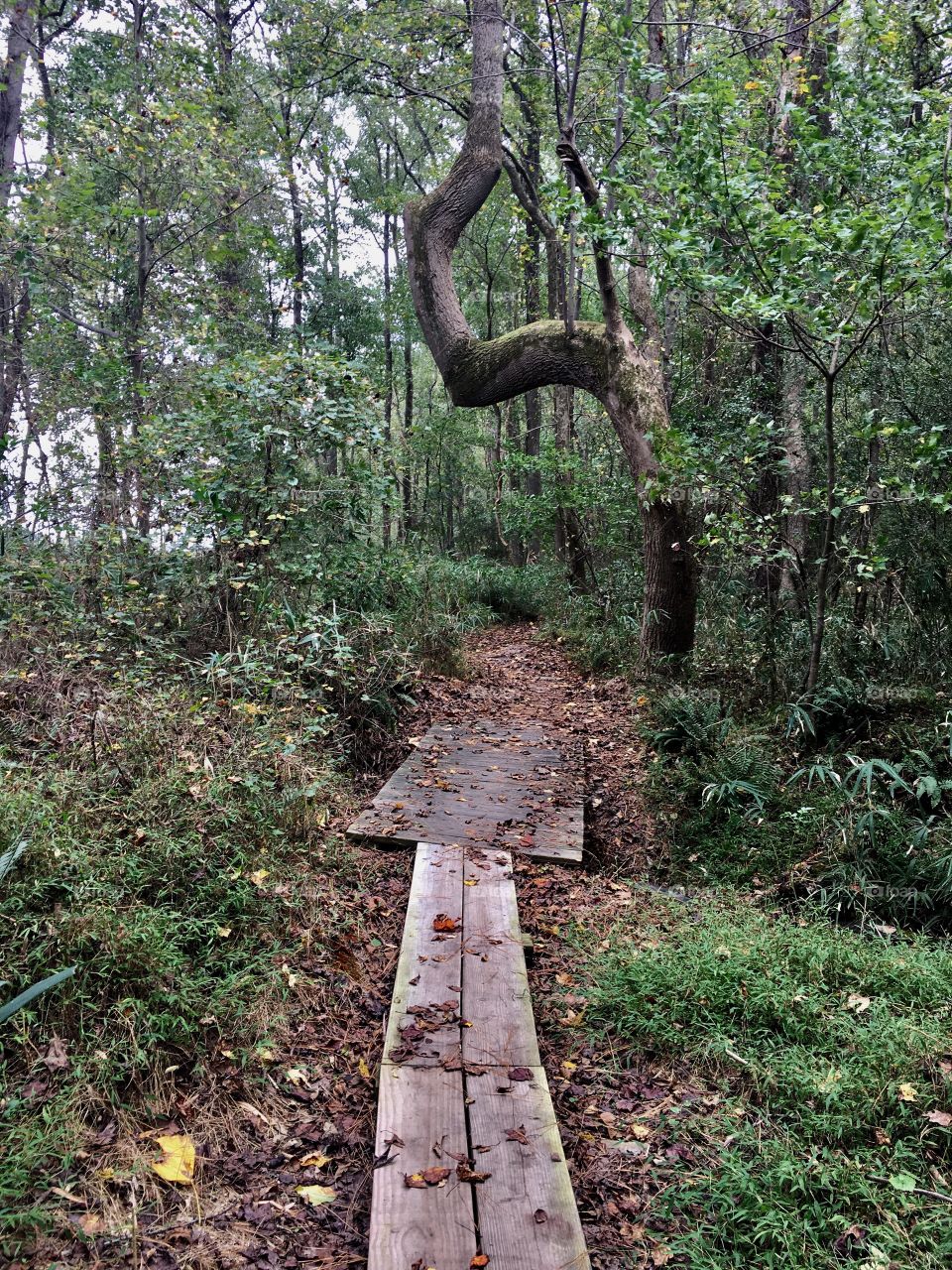 A nice hiking trail complemented with a nice crooked tree. 