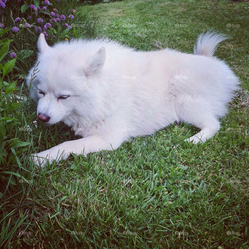 Gras essen im Garten :-)