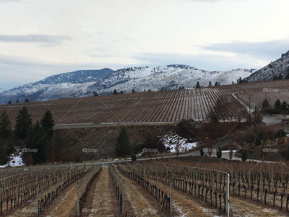 Vineyard landscape