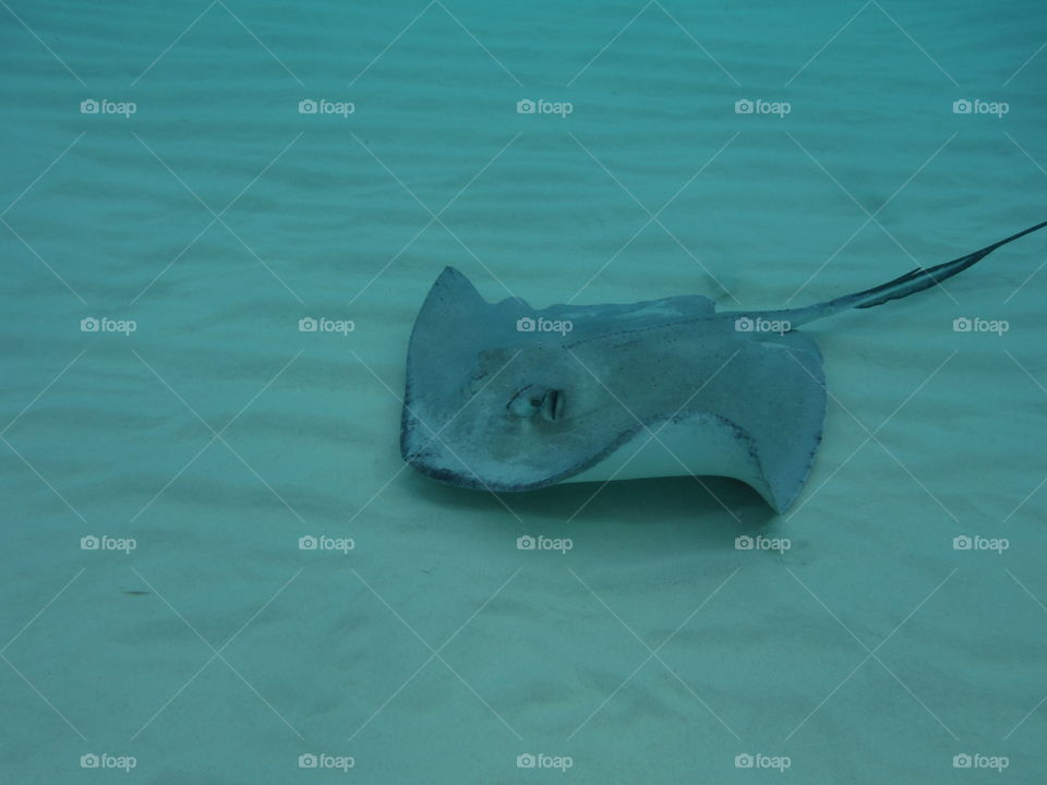 stingray. grand cayman islands