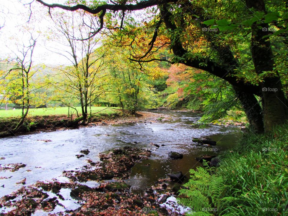 Nature, Landscape, Wood, Tree, Fall