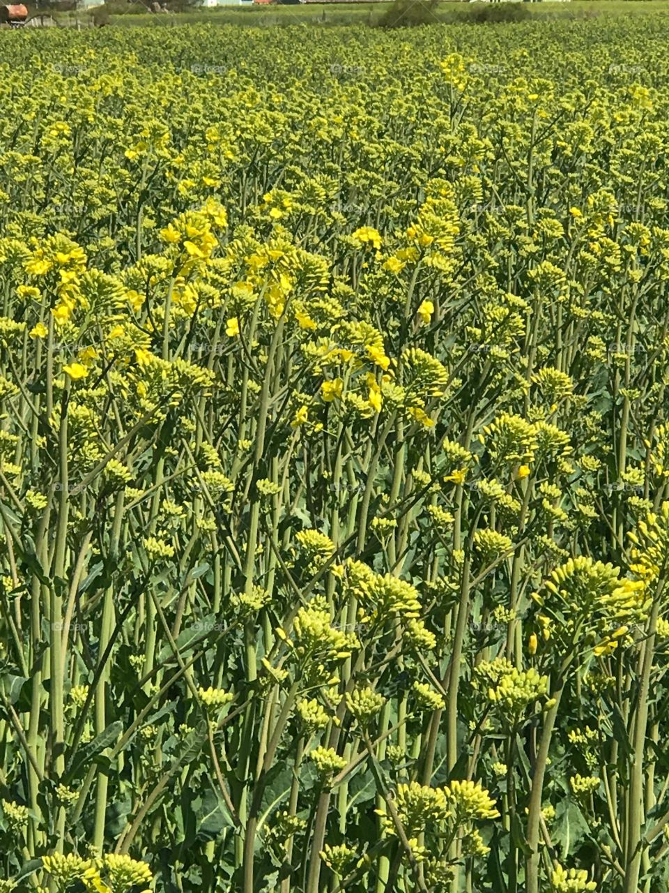 Field, Nature, Agriculture, Flora, Rural