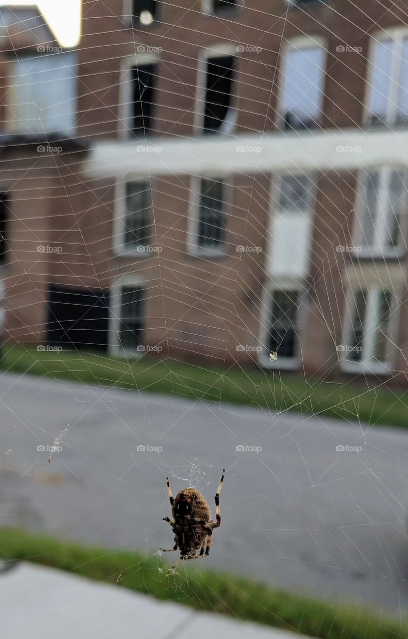 spider in web