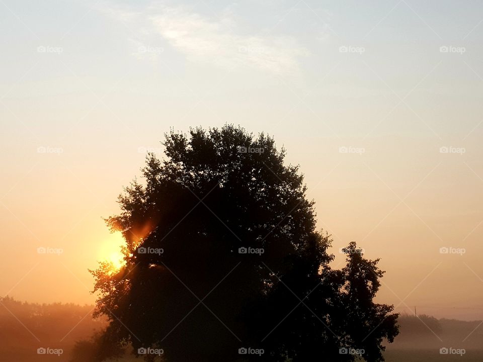 Sunrise behind tree