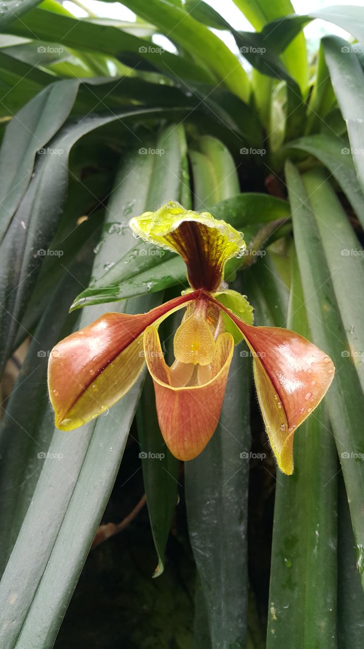 Paphiopedilum Orchid north of Thailand.