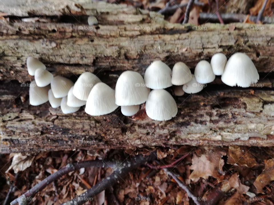 Family of mushrooms