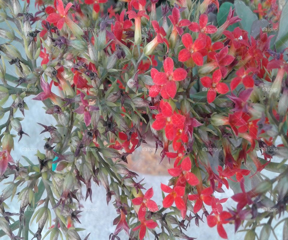 Little little beautiful flowers on day light