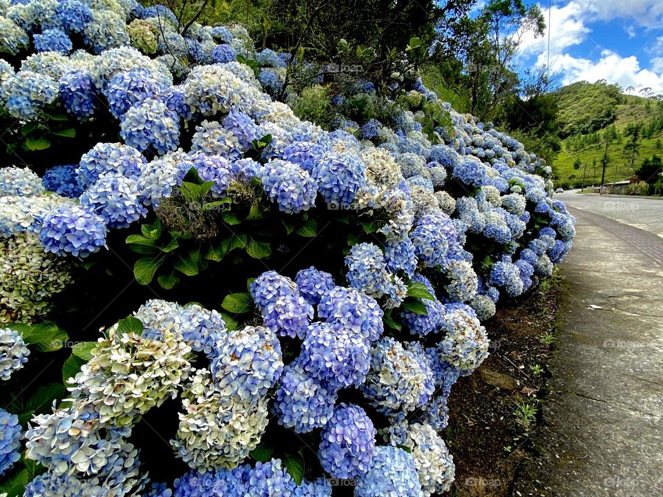 plants and flowers