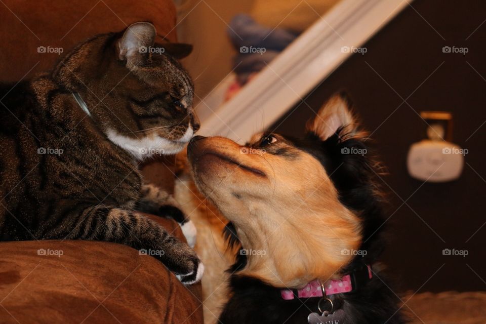 Cat and Dog. Cat and dog