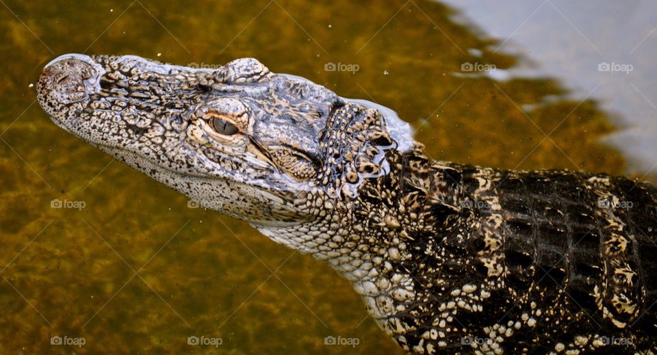 Gator