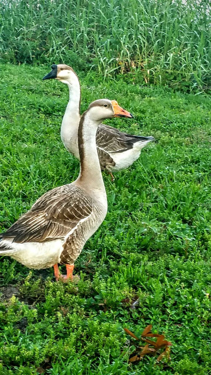 A walk in the park. I go for a walk around a lake every morning and I just love to see all of the animals in their element.