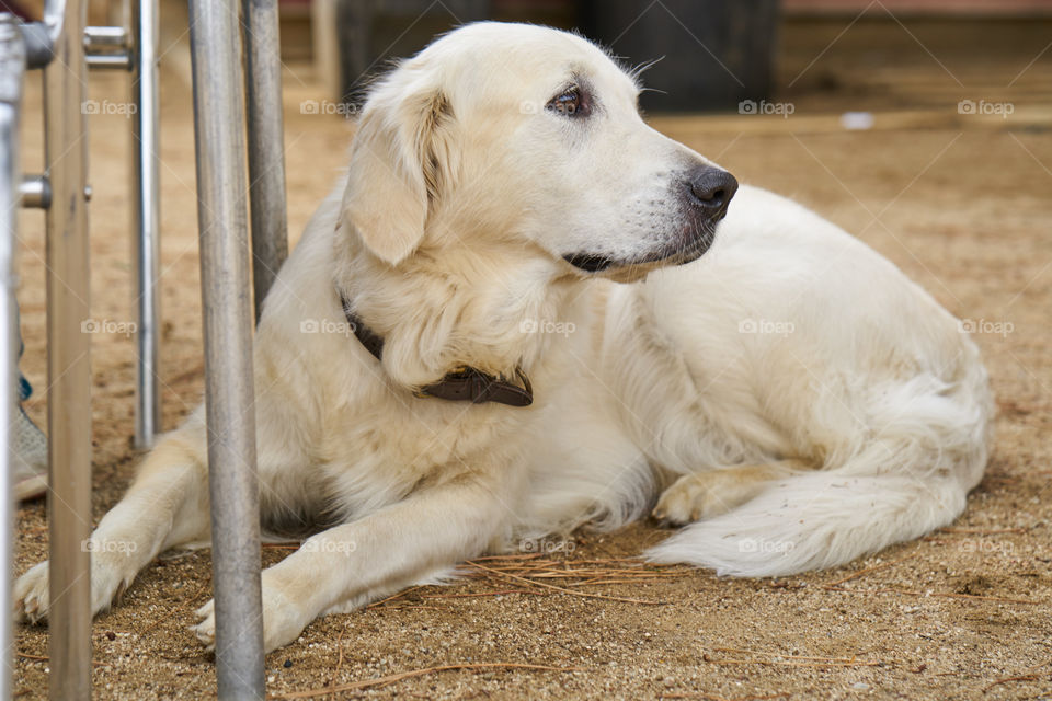 Golden Retriever portrait