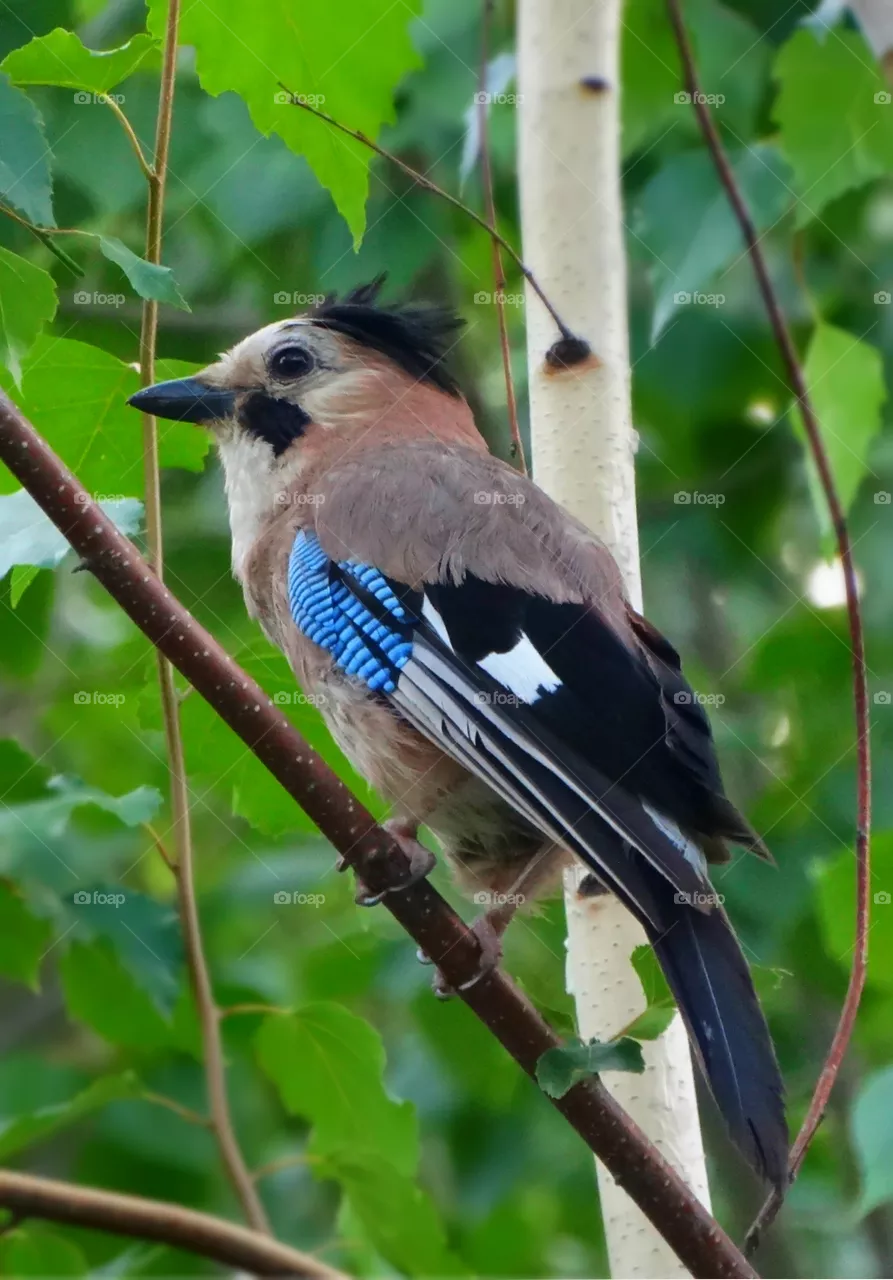 Bird