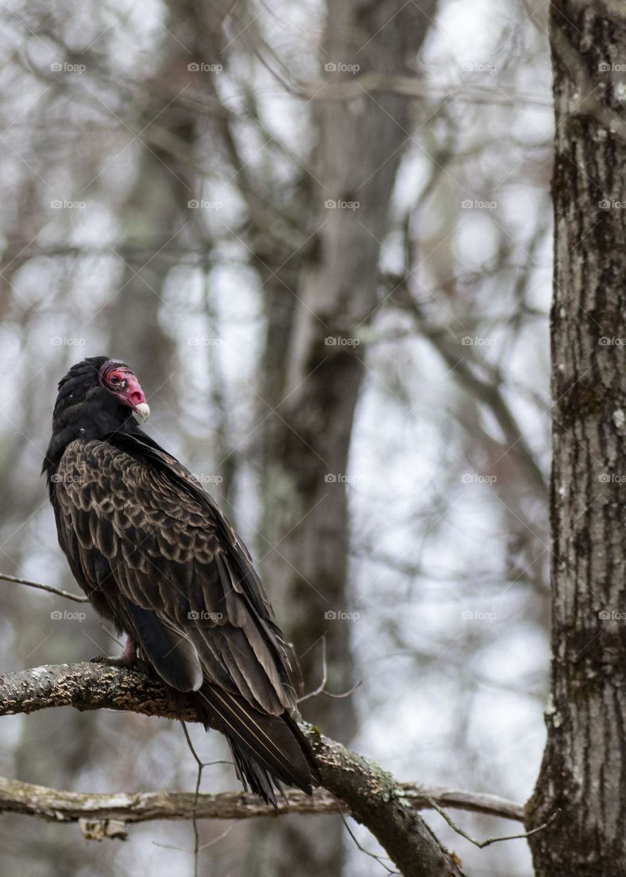 Turkey Vulture looking back while perched on a branch