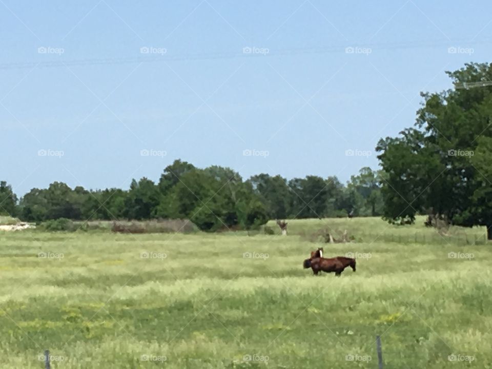 Going home and had to take a picture of the beautiful horses in the field of green grass.