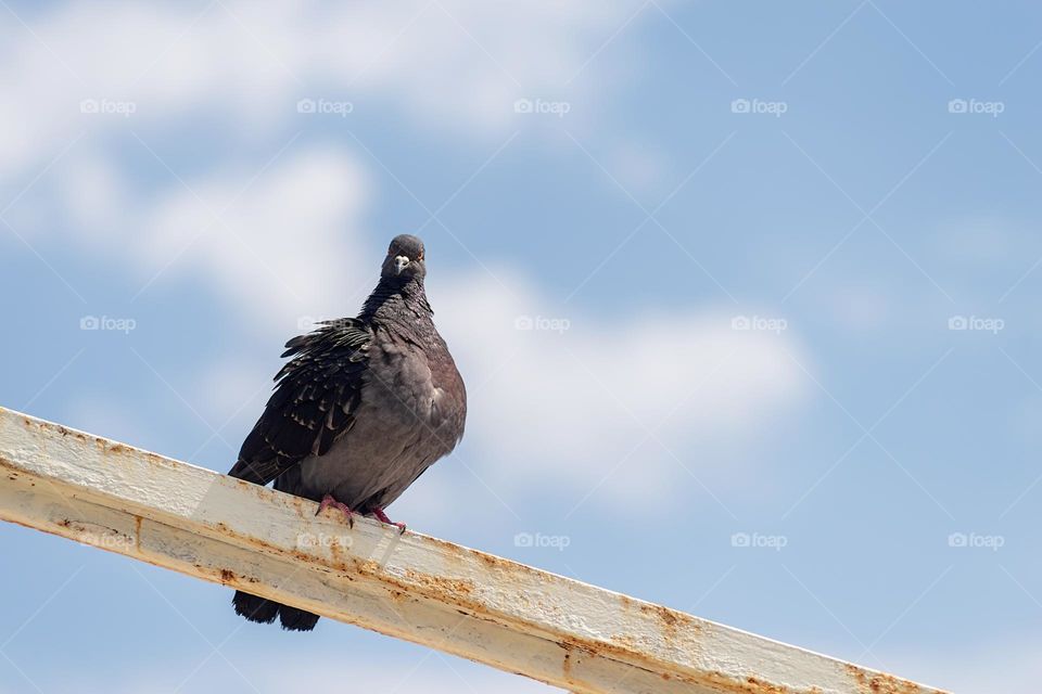 pigeon on sky background