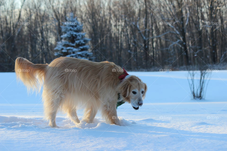 early morning walk with my ball