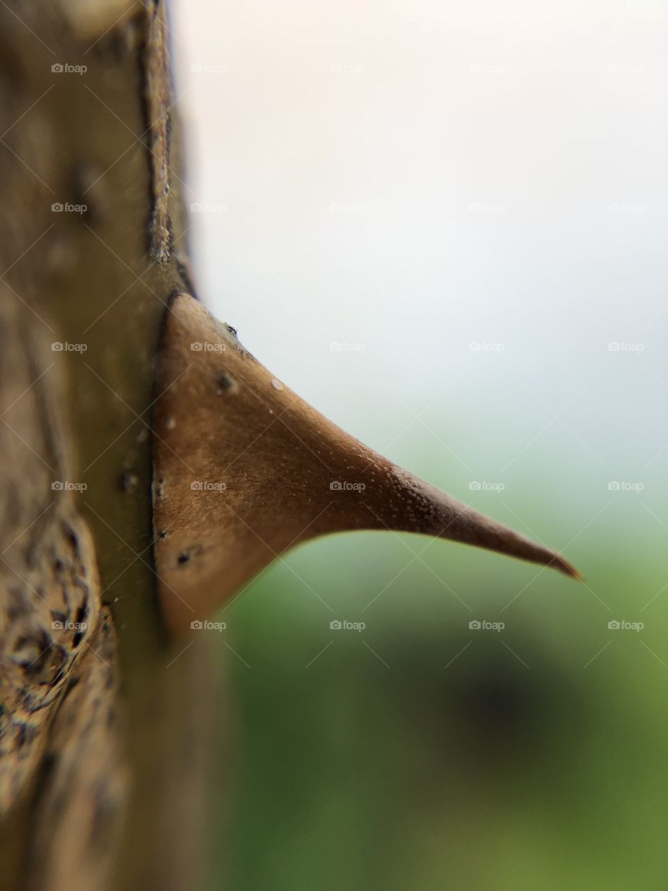 Thorn  of a rose bush