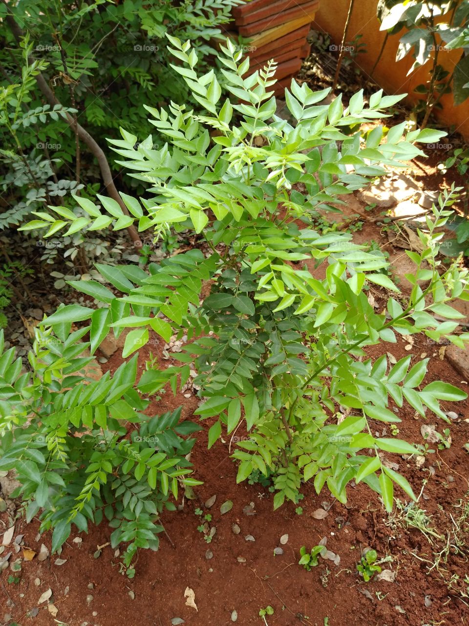 Currey leaves plants