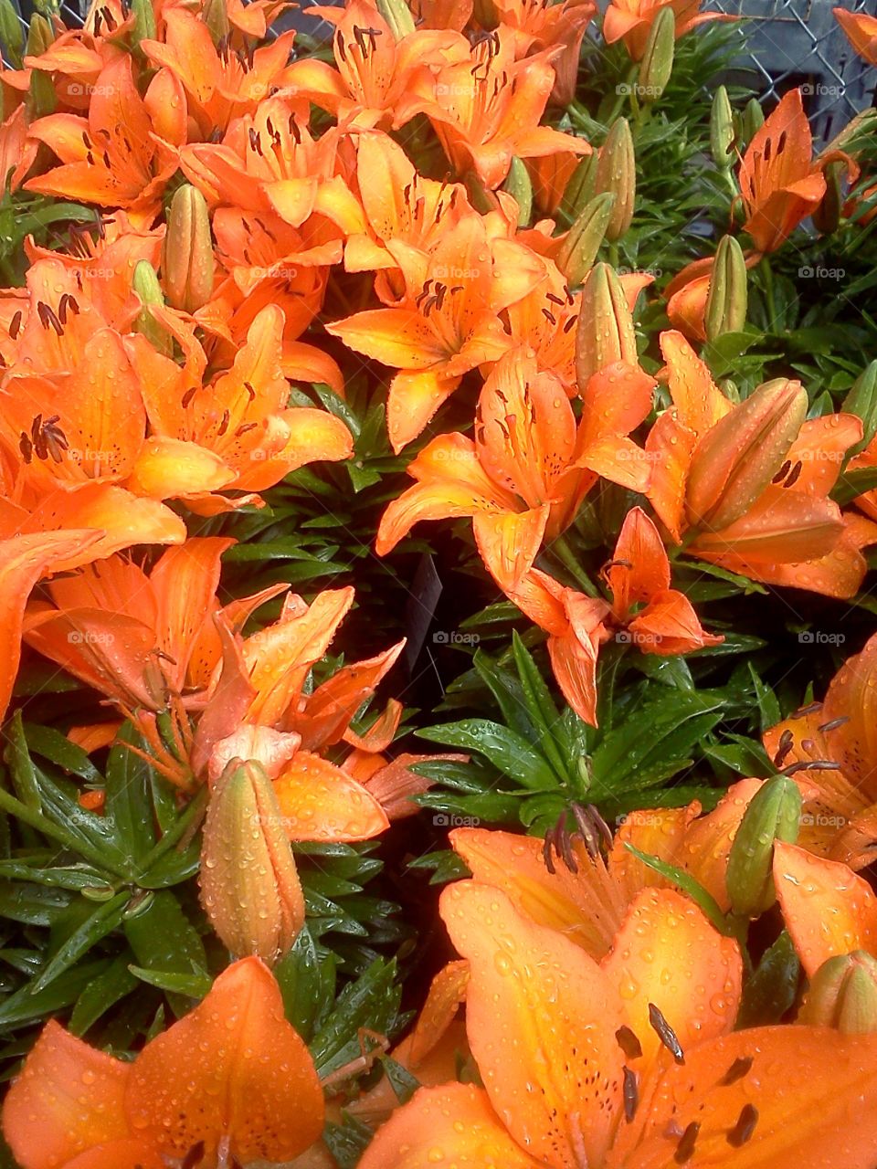 bright orange flowers scattered with raindrops