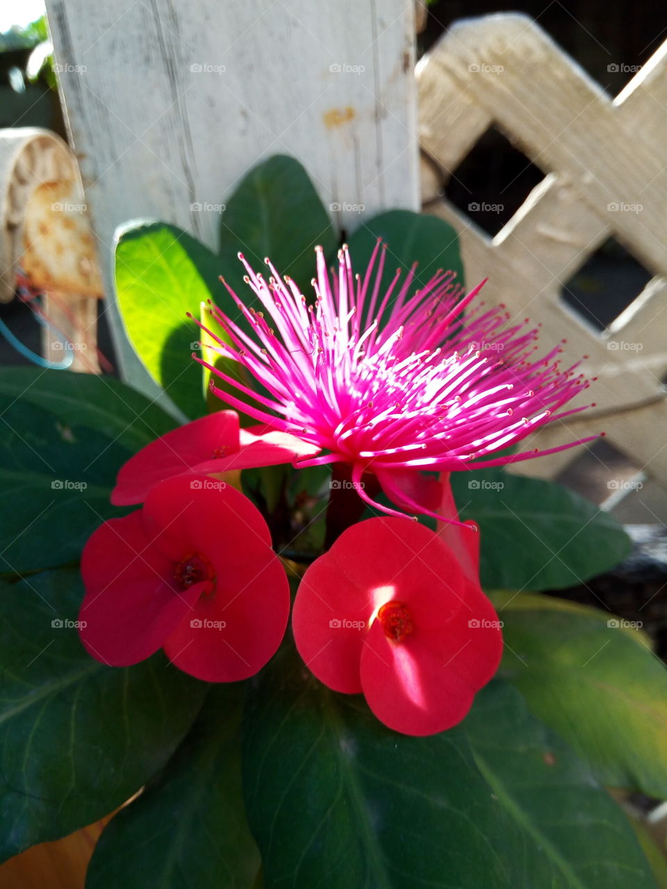 rose and  apple  blossom