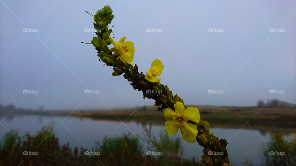 Fog and flower