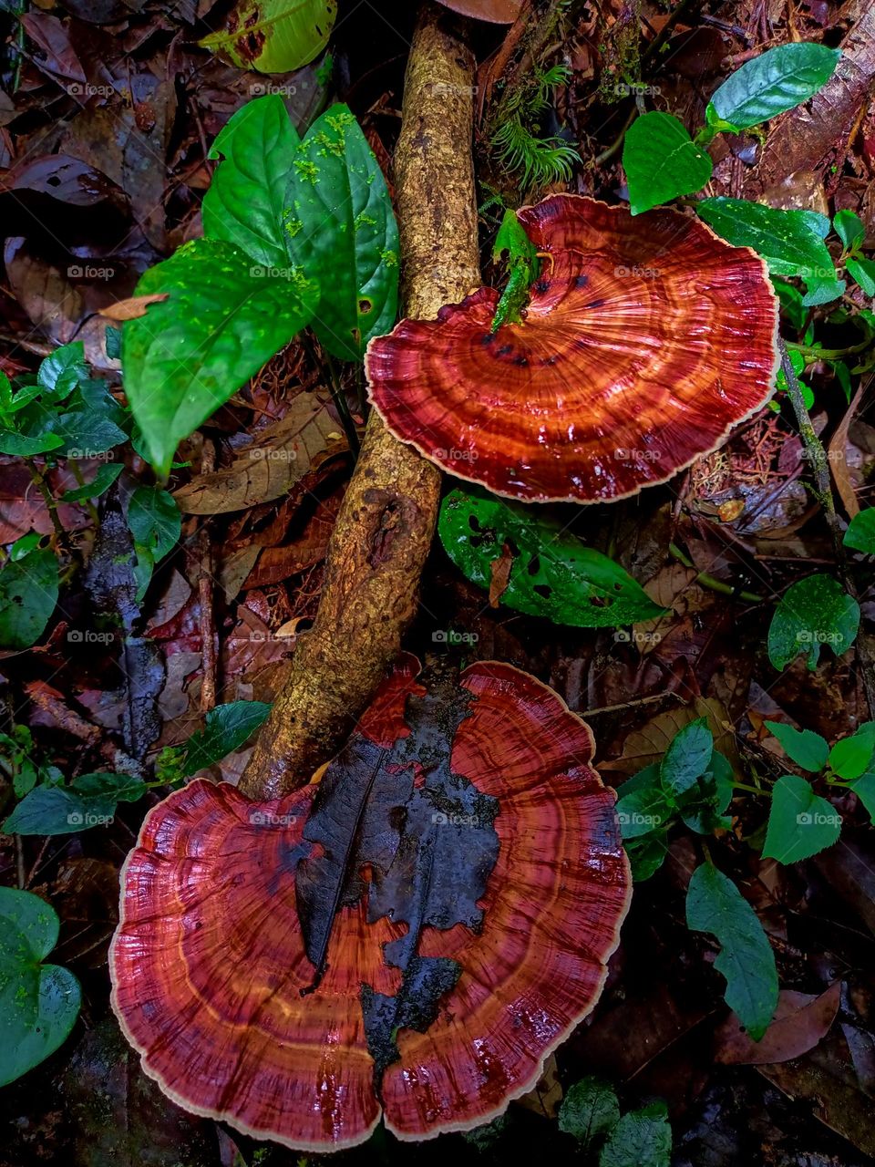 Red Mushroom on Timber wet, it's growth in floor forest