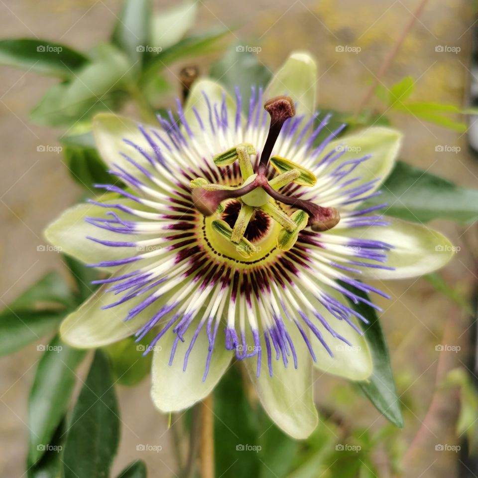 Passiflora