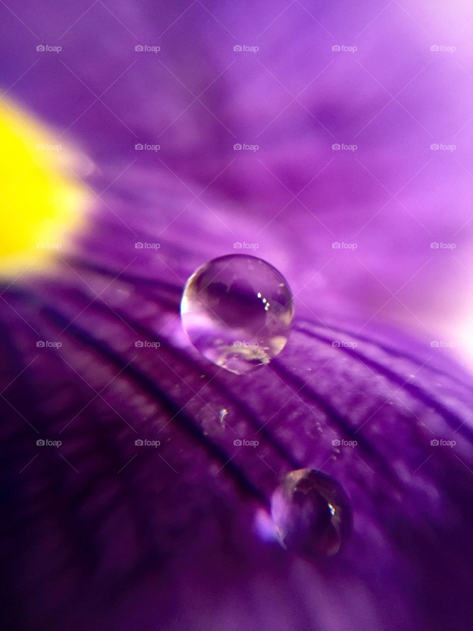 Water drop on purple petal. Macro Size. 
