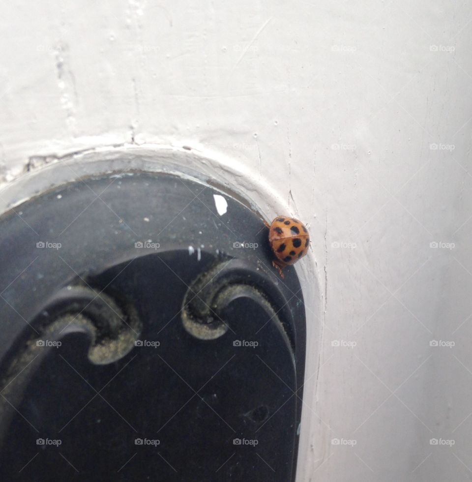 Ladybug 