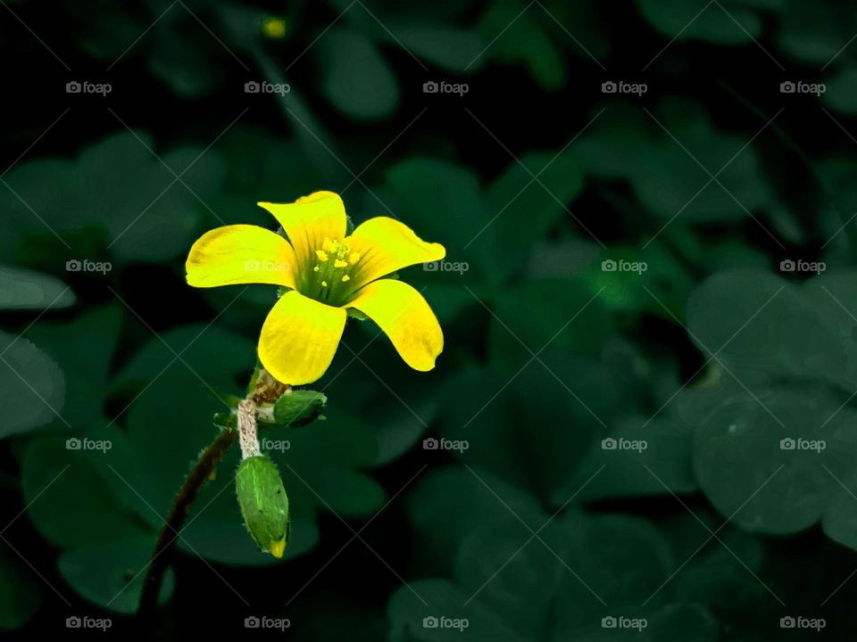 micro  . yellow wild flower in grass